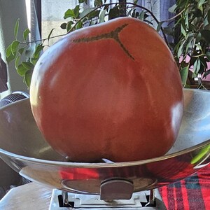 Bread and Salt Tomato Seeds, AKA Khlebosolnyi, 10 Seeds