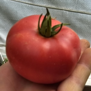 Porter Heirloom Tomato Seeds