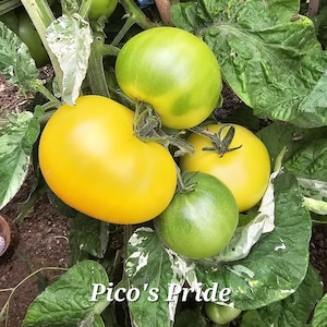 Pico's Pride Variegated Dwarf Tomato, 10 Seeds