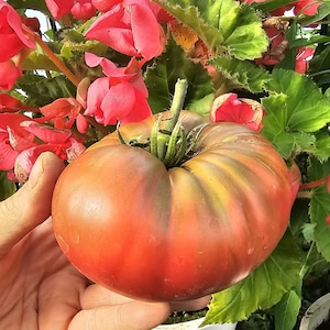 Polaris Tomato, 10 seeds