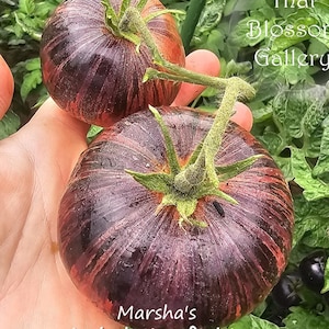 Marsha&#39;s Starfighter Beefsteak