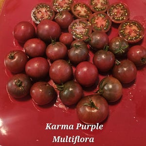 May include: A collection of Karma Purple Multiflora tomatoes, whole and halved, arranged on a red plate. The tomatoes range in color from deep red to purplish-brown, with visible green stems. The text "Karma Purple Multiflora" is displayed at the bottom.