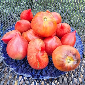 Crushed Heart Tomato, 10 Seeds