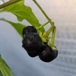 Schwartzbeeren, Solanum nigrum, 20 seeds