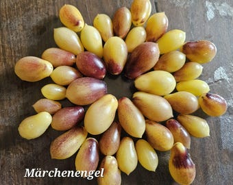 Märchenengel, también conocido como ángel de cuento de hadas, 10 semillas de tomate