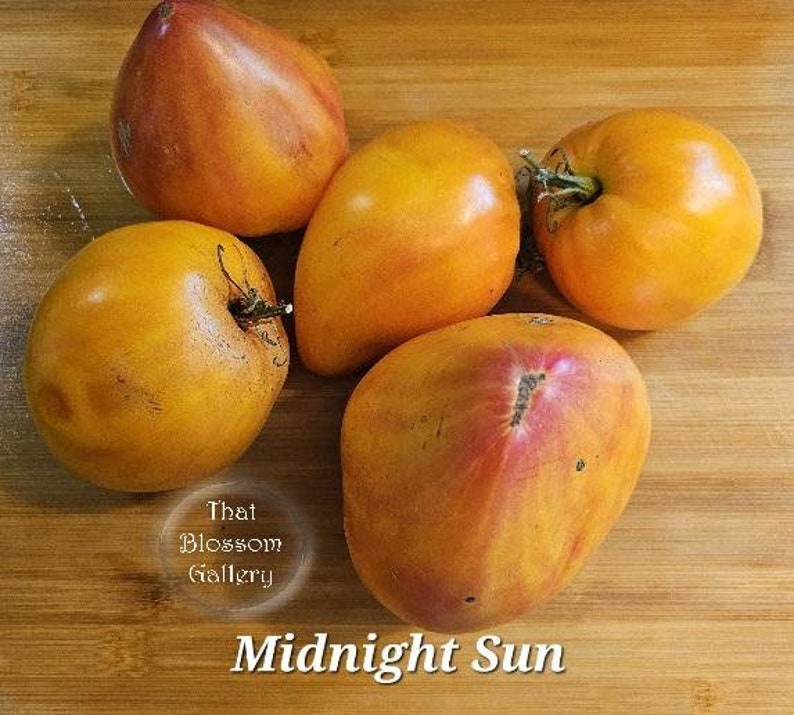 May include: Four yellow and orange tomatoes with red streaks on a wooden surface. The tomatoes are called "Midnight Sun".