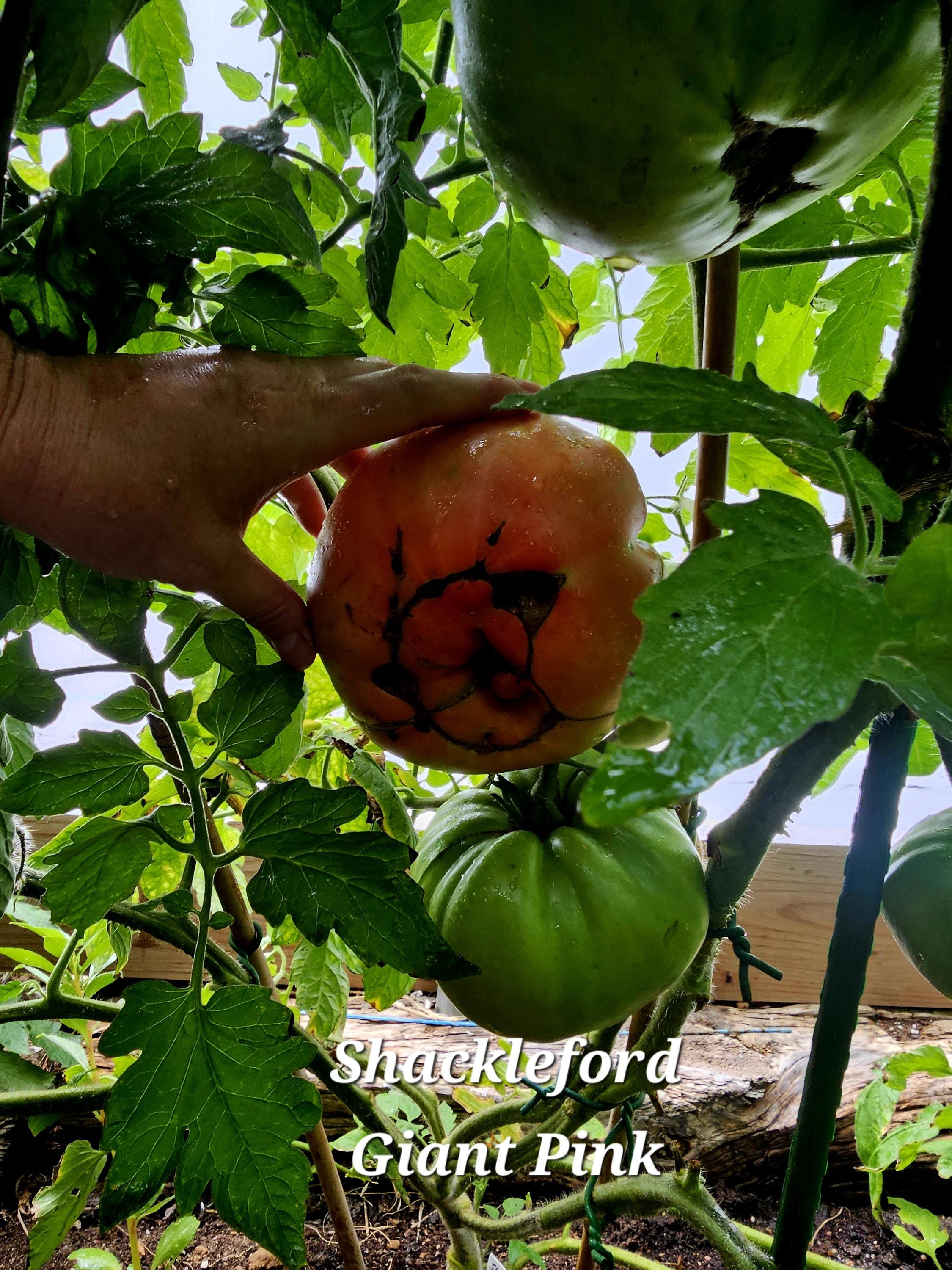 Shackelford Giant Pink Tomato, 10 Seeds - Etsy