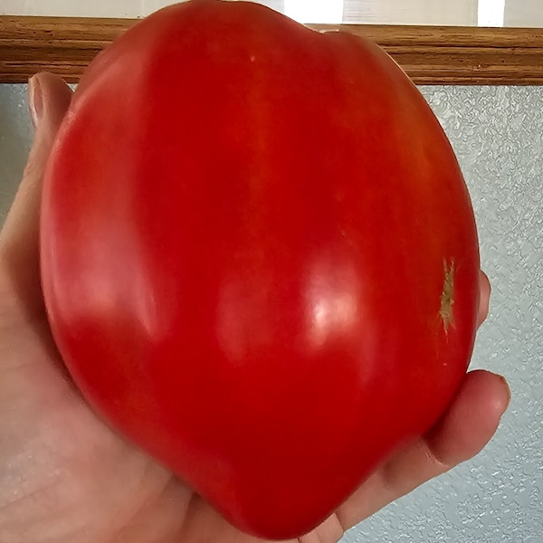 Goat Bag Tomato, 10 seeds