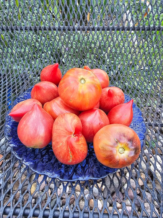Crushed Heart Tomato, 10 Seeds - Etsy