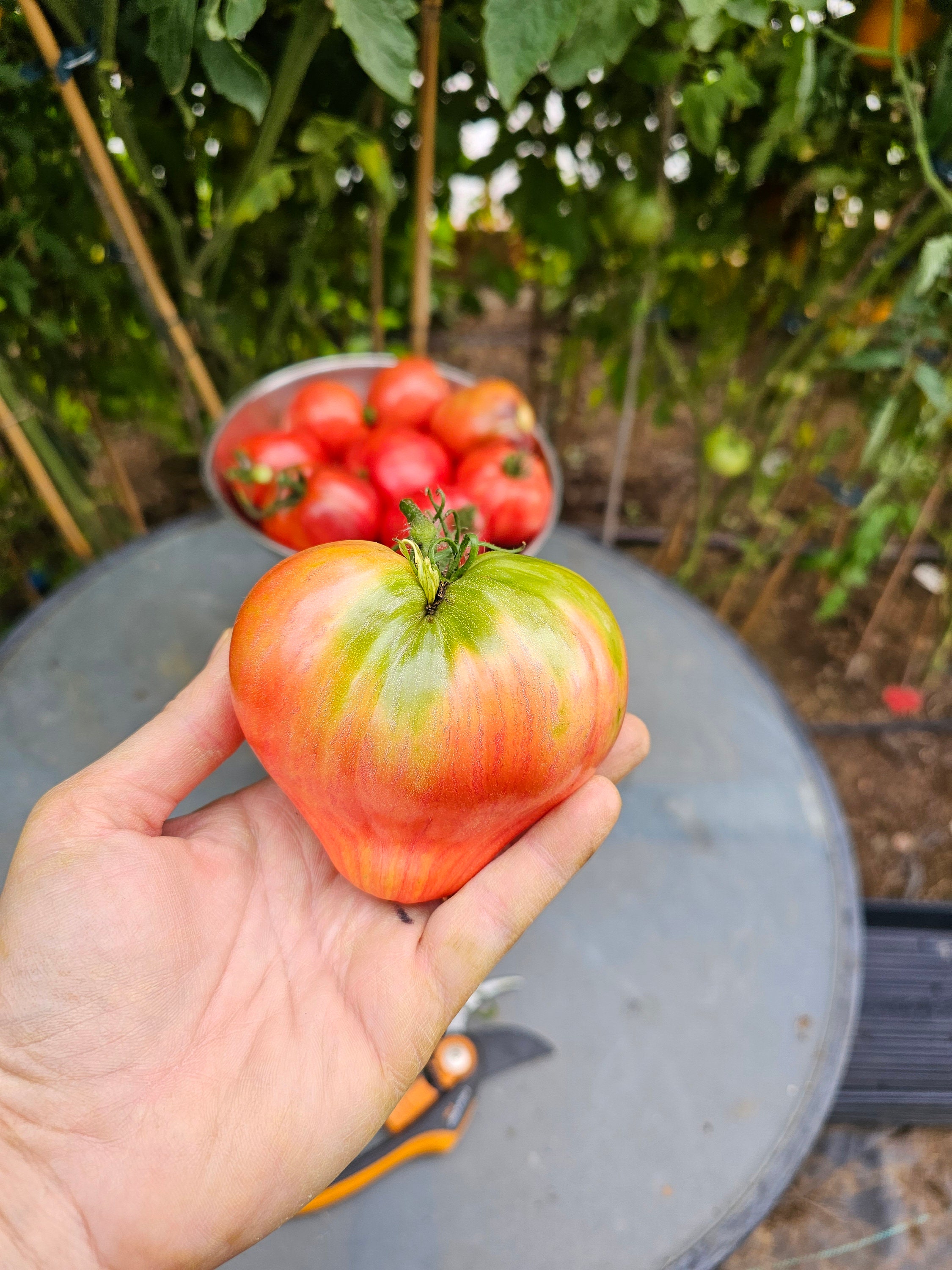 Crushed Heart Tomato, 10 Seeds - Etsy