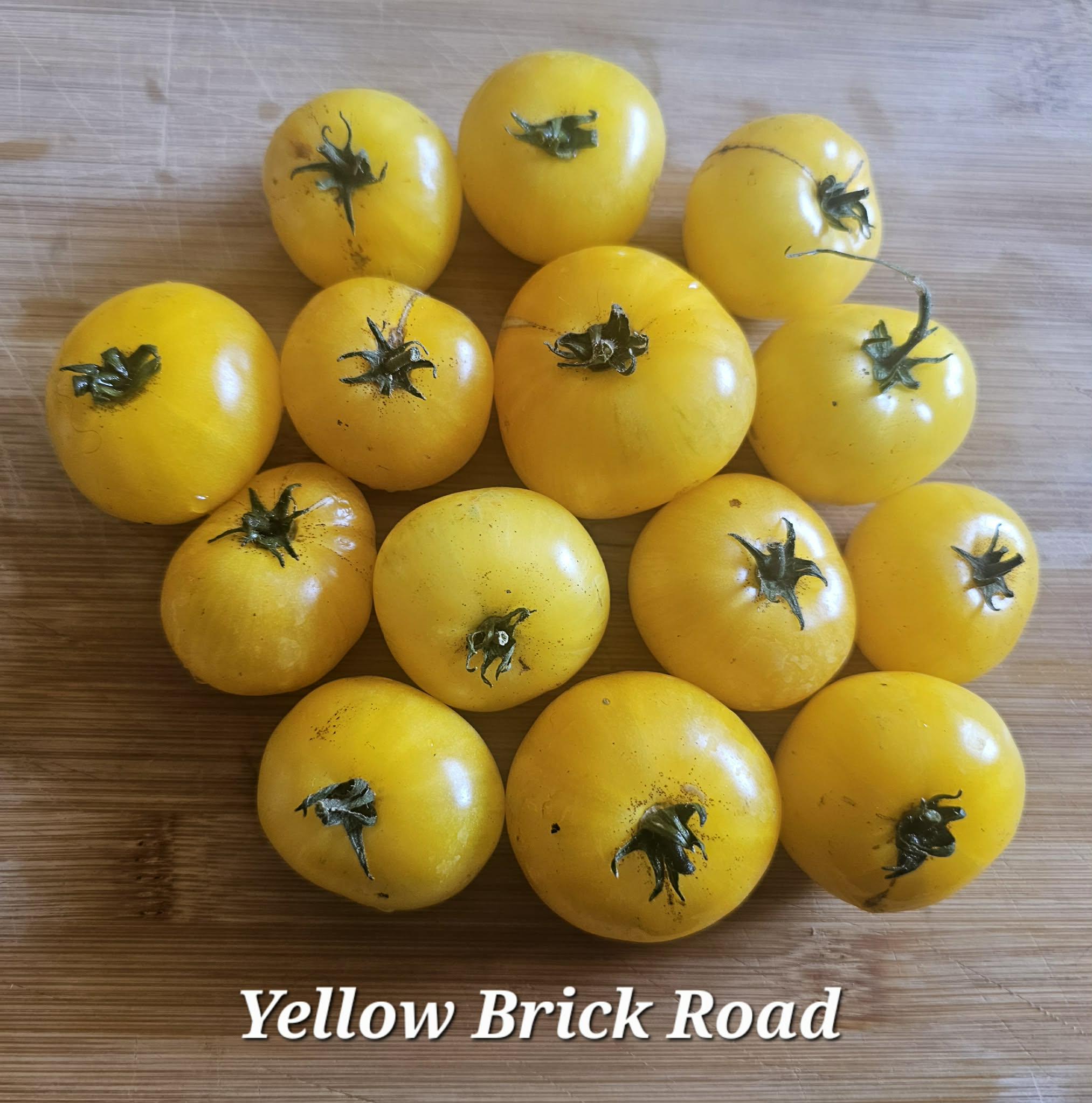 Yellow Brick Road Dwarf Tomato, 10 Seeds - Etsy