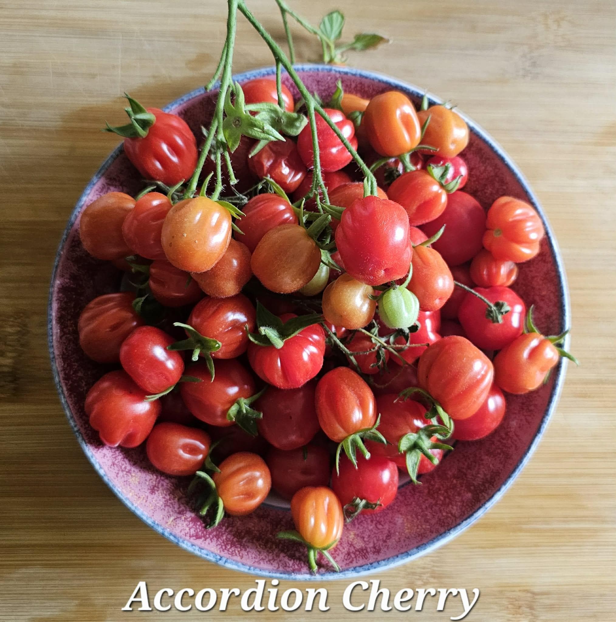 Windowsノート本体 TOMATO Tomato Bliss - Cherry Tomato - Tiny Tim, Tomato - Red Robin