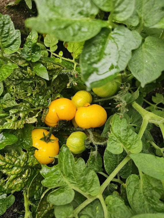 Yellow Brick Road Dwarf Tomato, 10 Seeds - Etsy