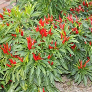Poinsettia Ornamental Hot Pepper, 10+ seeds