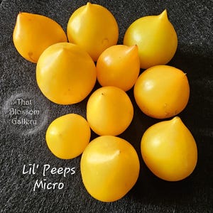 May include: A group of ten small, bright yellow, pear-shaped tomatoes. The tomatoes are arranged in a circle on a black surface. The text "Lil' Peeps Micro" is visible in the lower left corner of the image.