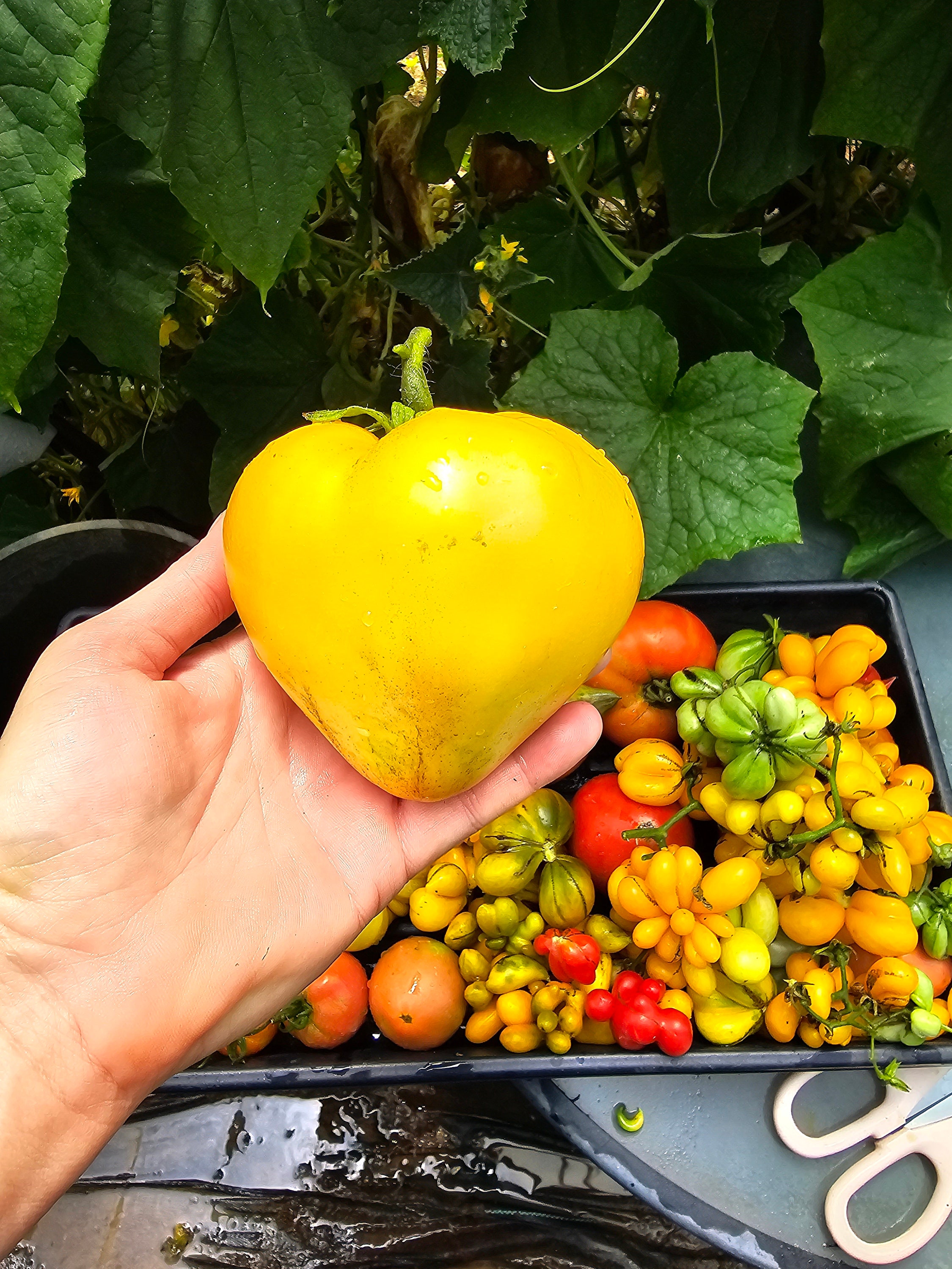 J&L Gardens King Of Siberia Tomato Seeds – Cold Tolerant, Golden Heart, Fresh Hand-Processed