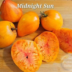 Midnight Sun Tomato, 10 seeds image 1