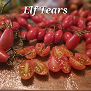 May include: Close-up of 'Elf Tears' tomatoes, a variety of small, red, oblong tomatoes. Some are whole, others sliced open, revealing the juicy interior. The tomatoes are on a wooden surface.