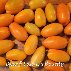 Dwarf Laura's Bounty Tomato, 10 Seeds