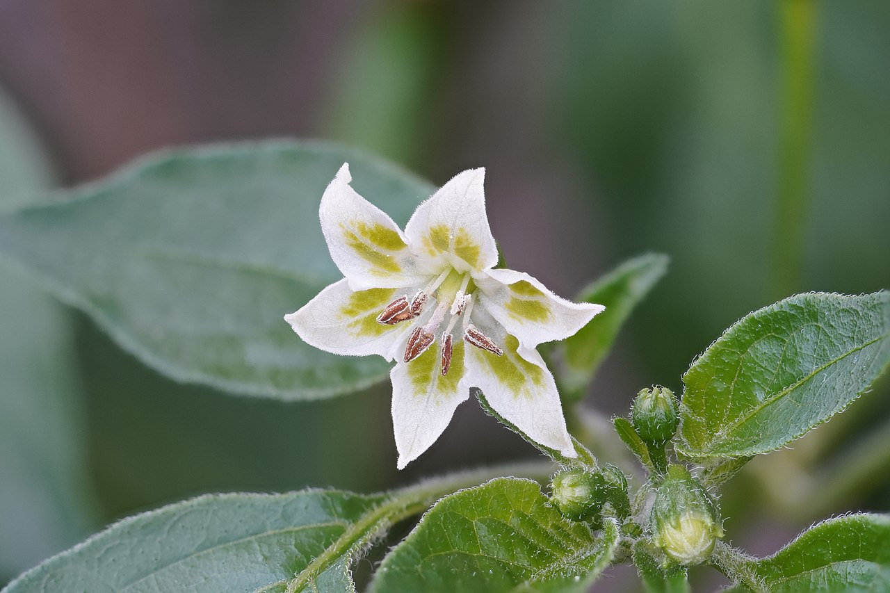 Lemon Drop Pepper Seeds, AKA Aji Limon, Capsicum Baccatum, 10 Seeds - Etsy