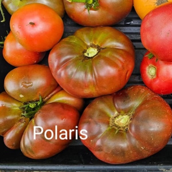 Polaris Tomato, 20 seeds