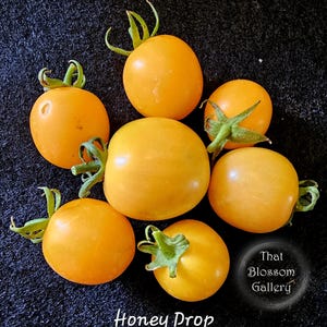 Honey Drop Cherry Tomato Seeds