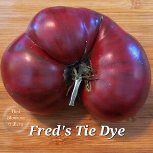 Fred's Tie Dye Dwarf Tomato, 10 Seeds