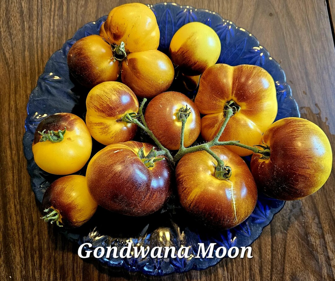 Gondwana Moon Dwarf Tomato, 10 Seeds - Etsy