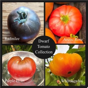 Dwarf Tomato Collection, 4 Seed Packets