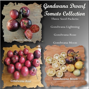 May include: Gondwana Dwarf Tomato Collection featuring three seed packets: Gondwana Lightning, Gondwana Rose, and Gondwana Moon. The image displays various round tomatoes in shades of deep purple, red, and yellow, including sliced halves showing internal seeds and flesh.