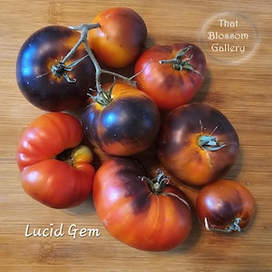 May include: A collection of heirloom tomatoes, including a variety called "Lucid Gem", with a mix of red, orange, and dark purple hues. The tomatoes are arranged on a wooden surface.
