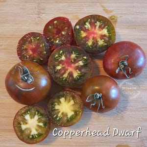 Copperhead Dwarf Tomato