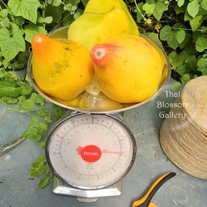 May include: Three yellow tomatoes, one with a red blush, on a silver kitchen scale. The scale reads 1.5 pounds. The tomatoes are labeled "Midnight Sun".