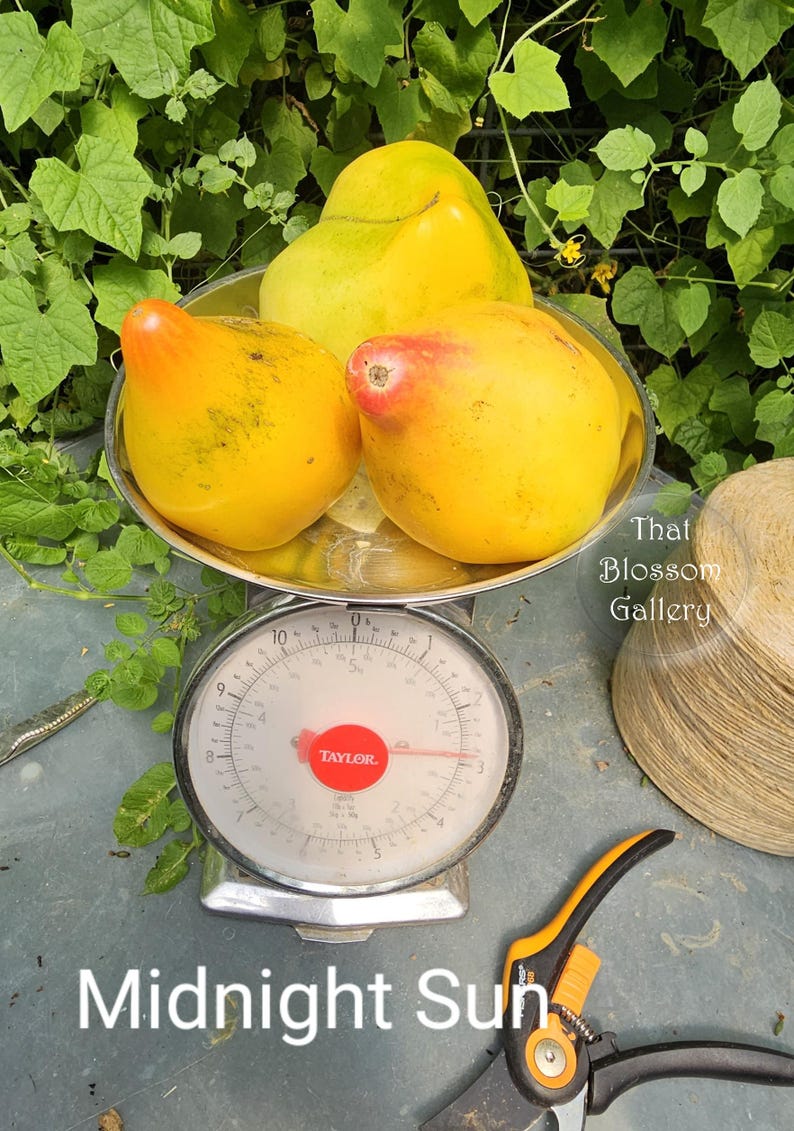 May include: Three yellow tomatoes, one with a red blush, on a silver kitchen scale. The scale reads 1.5 pounds. The tomatoes are labeled "Midnight Sun".