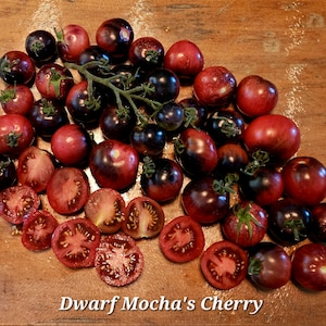 May include: A collection of ripe, red and dark purple cherry tomatoes, some whole and some sliced, arranged on a wooden surface. The text "Dwarf Mocha's Cherry" is visible at the bottom. The tomatoes vary in size and color, with some showing green stems.