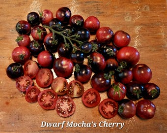 Dwarf Mocha's Cherry Tomato, 10 Seeds