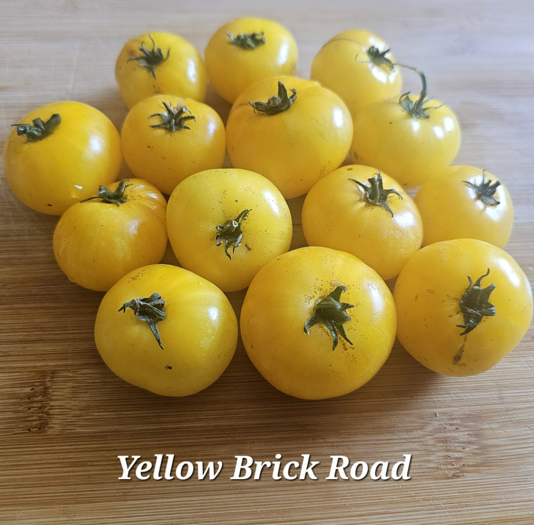 Yellow Brick Road Dwarf Tomato, 10 Seeds - Etsy