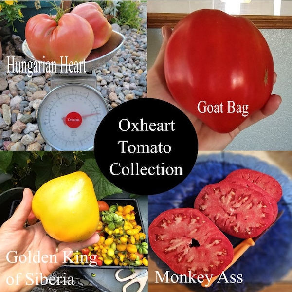 Oxheart Tomato Collection, 4 Seed Packets