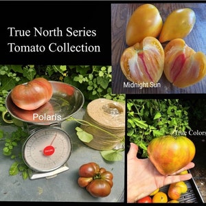 May include: A collage showcasing the "True North Series Tomato Collection." It features various tomato varieties, including "Polaris," "Midnight Sun," and "True Colors." The image includes a vintage scale, a ball of twine, and tomatoes in different shapes and colors.