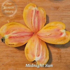 May include: Close-up of a yellow and pink tomato cut into four sections, arranged in a flower shape. The tomato is labeled "Midnight Sun".