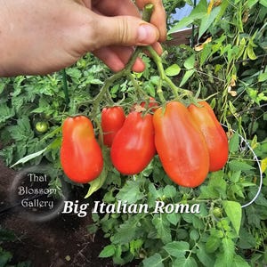 Big Italian Roma Tomato Seeds
