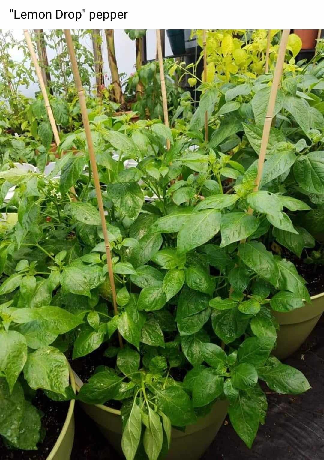 Lemon Drop Pepper Seeds, AKA Aji Limon, Capsicum Baccatum, 10 Seeds - Etsy