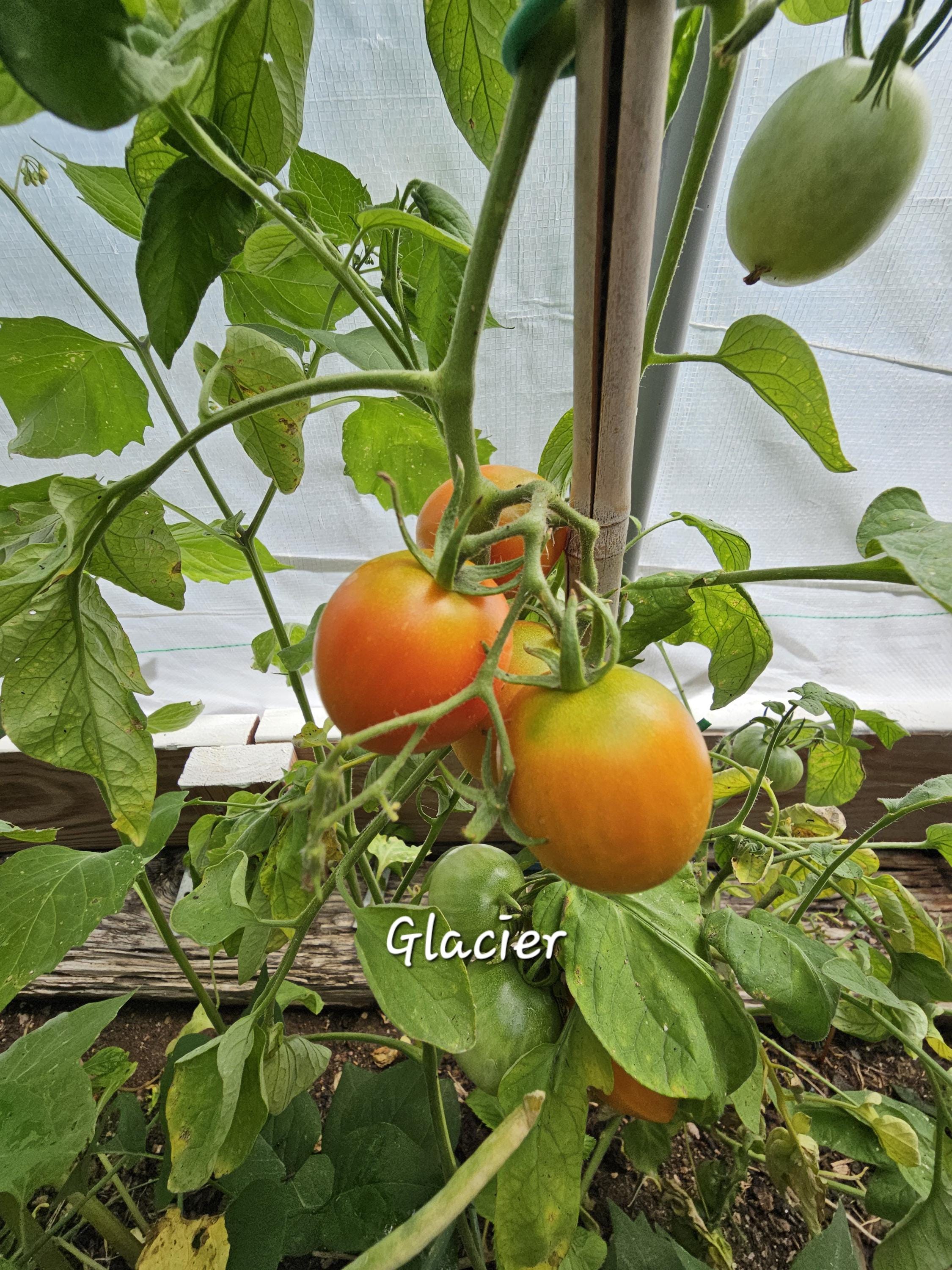 Glacier Tomato, 10 Seeds - Etsy