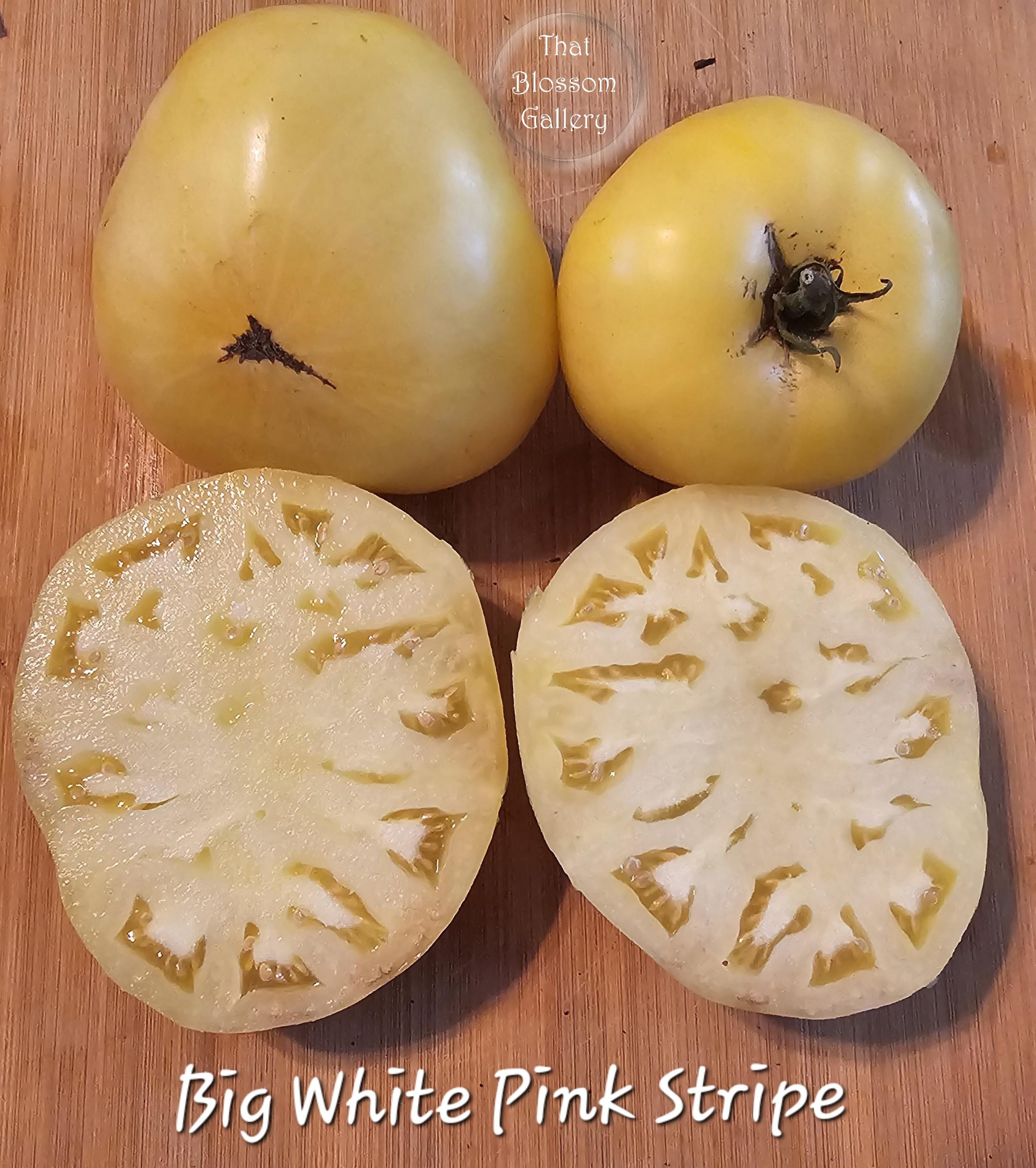 Big White Pink Stripe Tomato 10 Seeds - Etsy