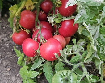 Dwarf Flashy Ace, Variegated Tomato, 10 Seeds