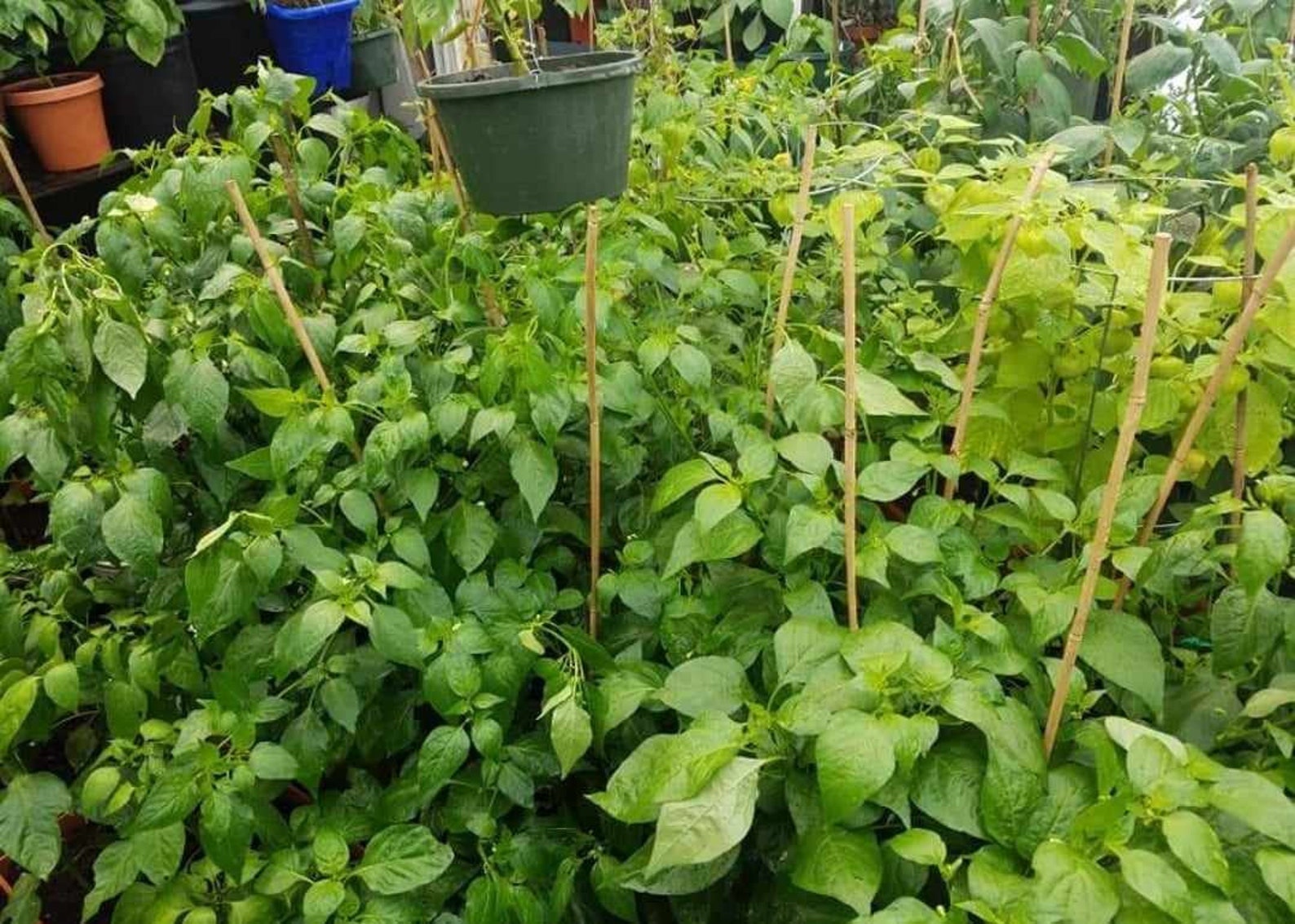 Lemon Drop Pepper Seeds, AKA Aji Limon, Capsicum Baccatum, 10 Seeds - Etsy
