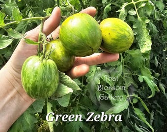 Green Zebra Tomato, 10 Seeds - Etsy
