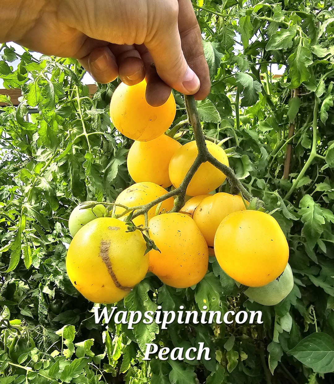 Wapsipinicon Peach Tomato. 10 Seeds - Etsy