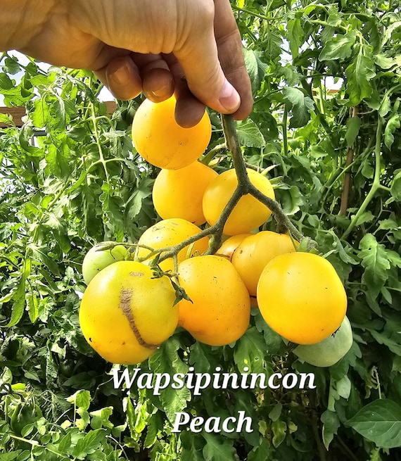 Wapsipinicon Peach Tomato. 10 Seeds - Etsy