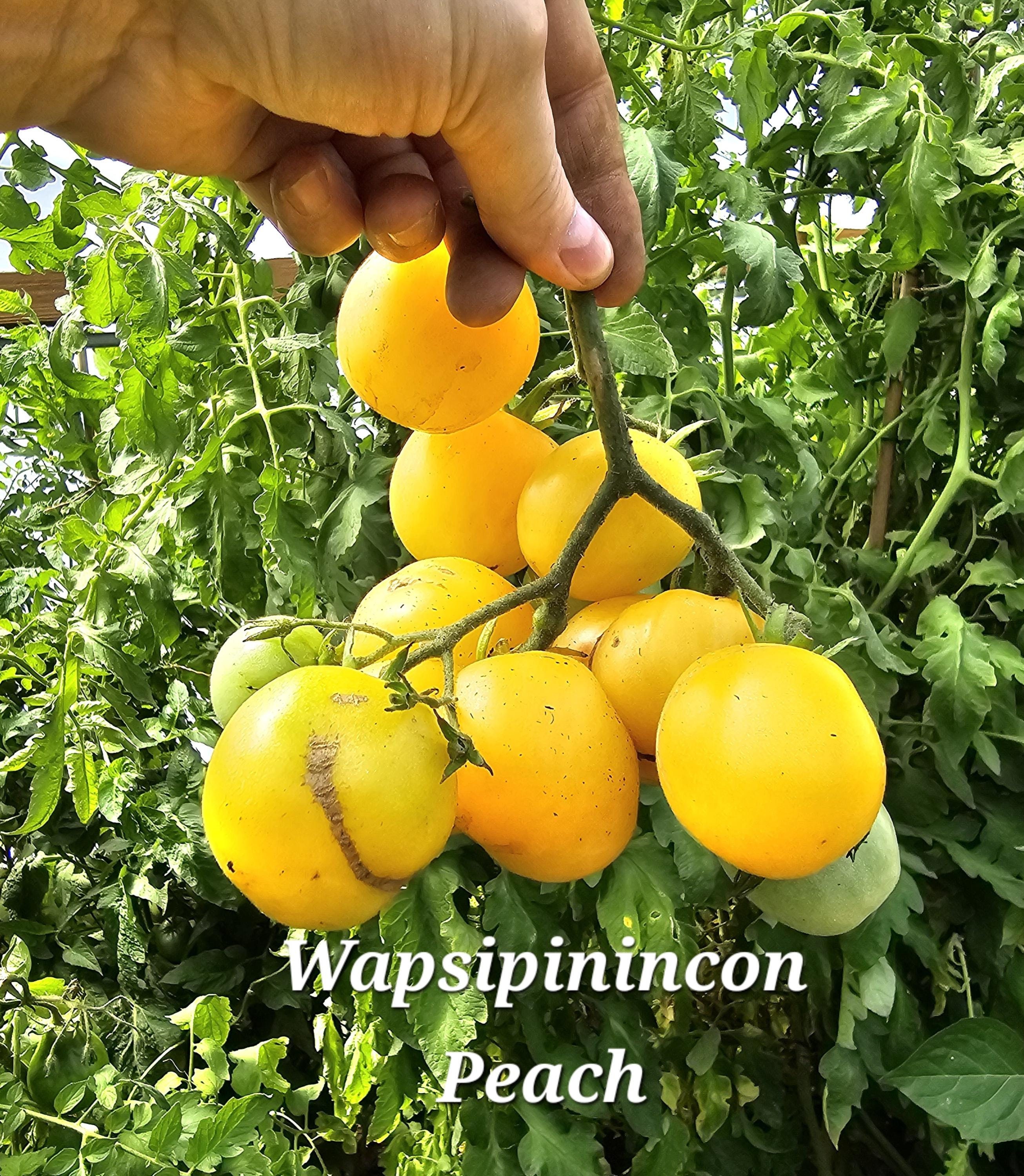 Wapsipinicon Peach Tomato. 10 Seeds - Etsy